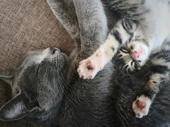 -白家寨子·山野白族菜(古城总店)