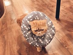 -猫友咖啡店(玉林西路店)
