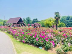 -上海滨江森林公园