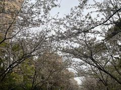 -高东镇樱花园