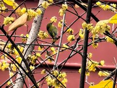 -南岳衡山风景名胜区-南岳大庙