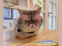 -楼上猫咖(罗湖店)