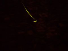 -青山公园萤火虫科普展