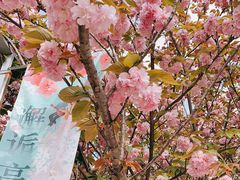 -高东镇樱花园