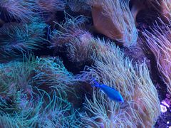 -悉尼海洋生物水族馆