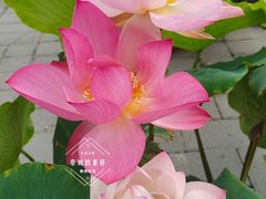 -莲花池公园