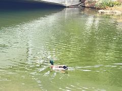 -映月湖公园
