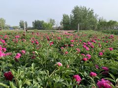 -曹州牡丹园