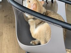 -东方名猫馆·英短金渐层布偶猫舍(环线广场1号楼店)