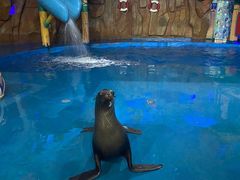 -烟台海昌鲸鲨海洋公园