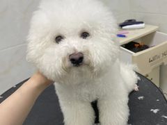 -创凡宠物医院·骨专科  猫科中心(西乡分院)