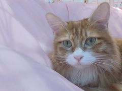 -绒爪撸猫下午茶·猫咖