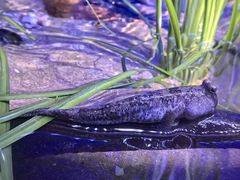 -上海海洋水族馆