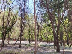 -枫花园汽车电影院(朝阳公园店)