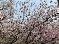 -桃花堤公园