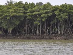 -东寨港红树林旅游区