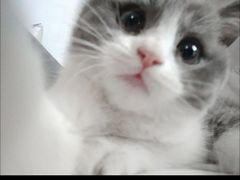 -lincat·猫舍(广州店)