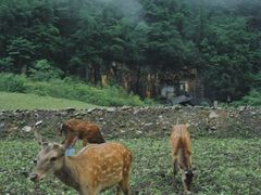 -鹿院坪生态旅游景区