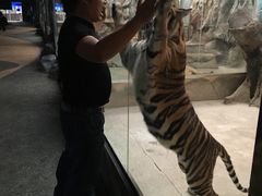 -清迈夜间动物园