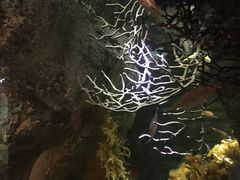 -西海国立公园九十九岛水族馆
