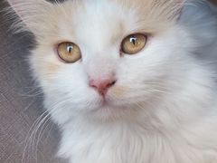 -平行世界·猫咖(首经贸店)