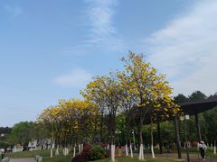 -铁山坪森林公园