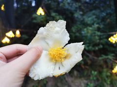 -壹华里市集