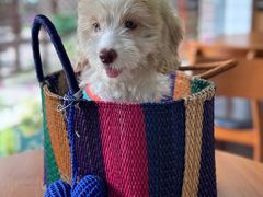 -贝贝宠物乐园(常青花园店)