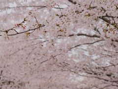 -高东镇樱花园