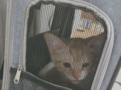-艾贝尔宠物医院·24H转诊中心·肿瘤猫专科(江宁双龙店)