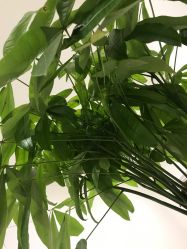 点击看大图 -丰联丽格医疗美容·联合丽格眼整形中心