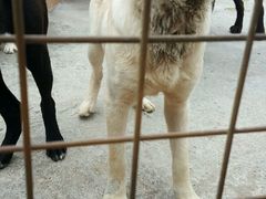 -美的鹭湖森林度假区
