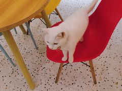 -柚子猫舍·精品猫舍购猫·猫咪认养·购宠·宠物店