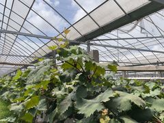 -马陆小张葡萄园农家乐