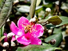 -中国科学院华南植物园