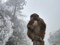 -峨眉山风景名胜区