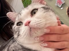 -有喵·猫咖·狗咖·40+猫狗有小奶狗(岗厦店)