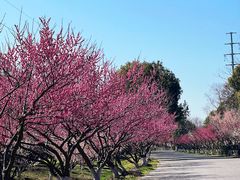 -上海海湾国家森林公园