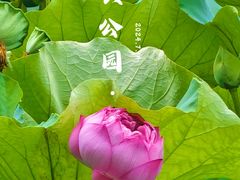 -黄兴公园