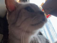 -猫猫幼稚园·撸猫·桌游·电玩