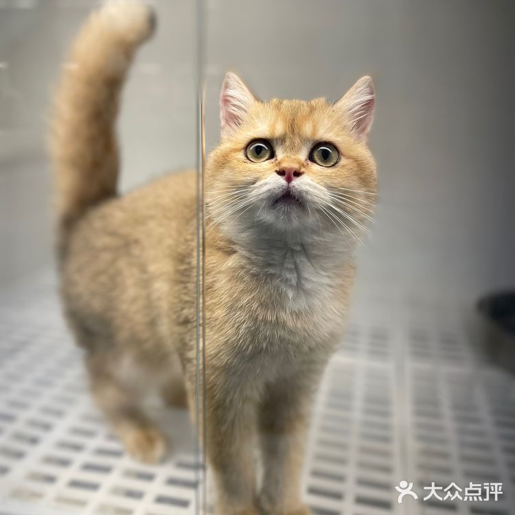 哗🙀全网no.1的猫舍原来在这里㊙️养猫有明灯🐈保180天