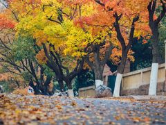 -八大关景区