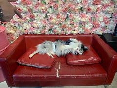 -百好乐宠物友好餐厅(朝外大街店)