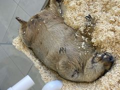 -怪兽屋·羊驼·猫咖·狗咖(俊华广场店)