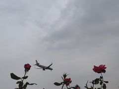 -空港花田景区