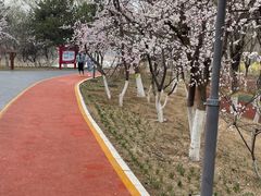 -大兴滨河森林公园