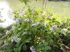 -西湖外事游船(花港观鱼码头)