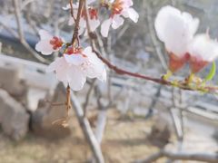 -桃花堤公园
