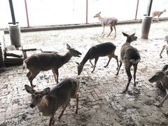 -北京鹿世界主题园