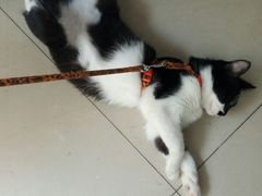 店喵-艾加柒克蛋糕茶歇甜品台(春熙路店)